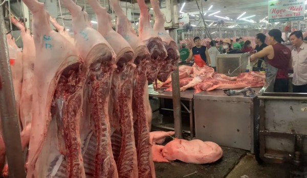 Giá heo hơi hôm nay 29.8.2025: Tăng nhẹ Giá heo hơi hôm nay 29.8.2025: Tăng nhẹ