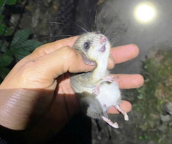 Ngăn chặn 'chuột quý tộc' cắn phá sâm Ngọc Linh
