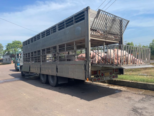 Phát hiện xe tải chở 220 con heo nhiễm dịch tả heo châu Phi