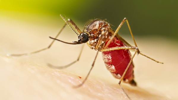 Trung Quốc khôi phục biện pháp thời Covid-19 chống dịch chikungunya, Mỹ khuyến cáo đi lại