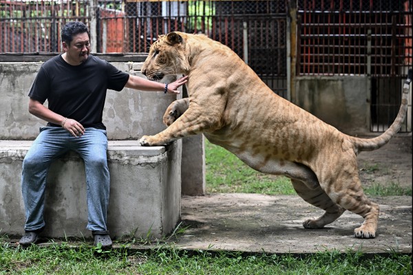 Xu hướng nuôi sư tử làm thú cưng gây tranh cãi ở Thái Lan