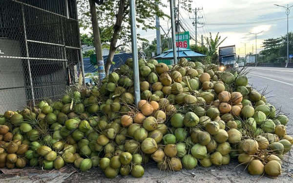 Dừa 'sốt' giá, nhiều nơi chặt bỏ cam sành, mít Thái để trồng dừa