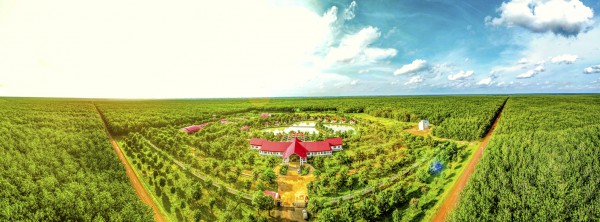 Cao su Chư Sê - Kampong Thom: Đơn vị đầu tiên trên thế giới đạt chứng nhận PEFC EUDR