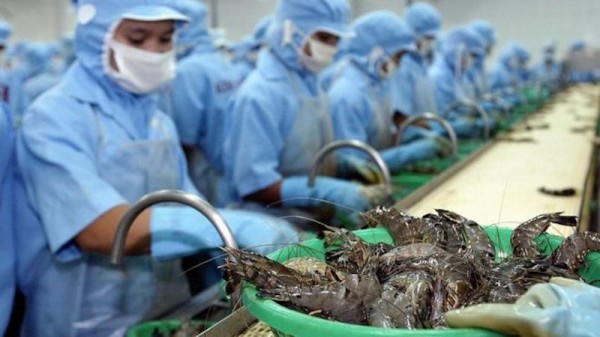 Doanh nghiệp xuất khẩu tôm cân bằng rủi ro