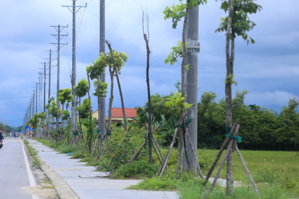 Hàng loạt cây xanh tại dự án đường hơn 370 tỉ đồng ở Huế chết khô