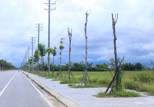 Hàng loạt cây xanh tại dự án đường hơn 370 tỉ đồng ở Huế chết khô