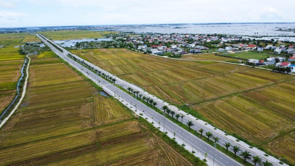 Hàng loạt cây xanh tại dự án đường hơn 370 tỉ đồng ở Huế chết khô