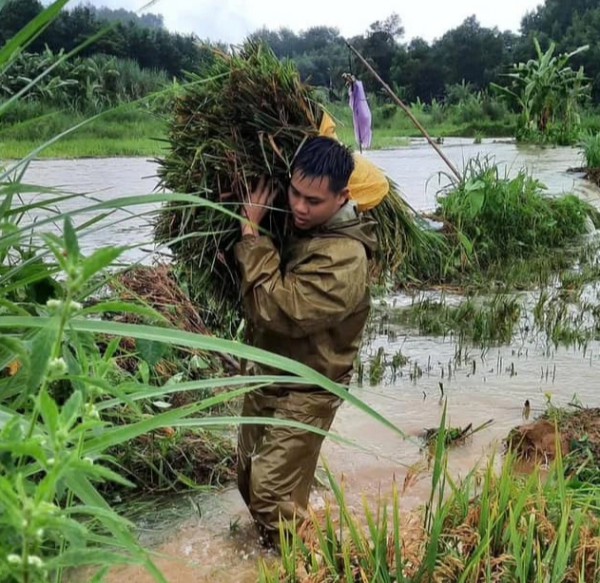 Bão số 10: Công an 'chạy đua' thời gian, dầm mưa giúp người dân cắt lúa