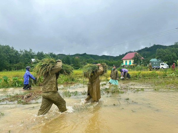Bão số 10: Công an 'chạy đua' thời gian, dầm mưa giúp người dân cắt lúa