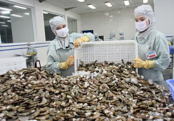Doanh nghiệp xuất khẩu tôm cân bằng rủi ro