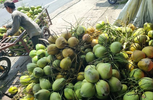Dừa 'sốt' giá, nhiều nơi chặt bỏ cam sành, mít Thái để trồng dừa