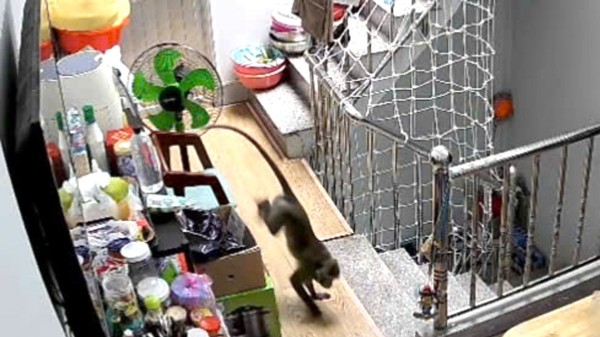 Kiểm lâm bắn gây mê khỉ nặng hơn 8 kg vào nhà dân quậy phá