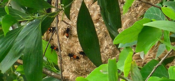 Ong vò vẽ làm tổ 'khủng' gần trường học, phụ huynh lo lắng Ong vò vẽ làm tổ 'khủng' gần trường học, phụ huynh lo lắng