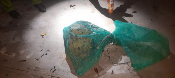 Xử lý tổ ong vò vẽ gần trường học ở xã Bình Lợi