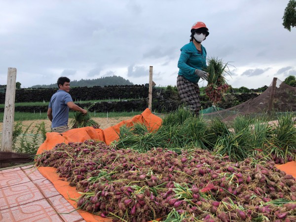Ứng phó bão Fengshen: Nông dân tất bật 'cứu hộ' hành Lý Sơn Ứng phó bão Fengshen: Nông dân tất bật 'cứu hộ' hành Lý Sơn