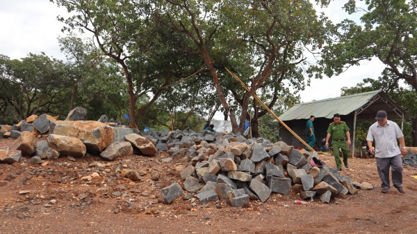 Yêu cầu xử lý vụ 'khai thác đá để trồng điều' do Báo Thanh Niên phản ánh Yêu cầu xử lý vụ 'khai thác đá để trồng điều' do Báo Thanh Niên phản ánh