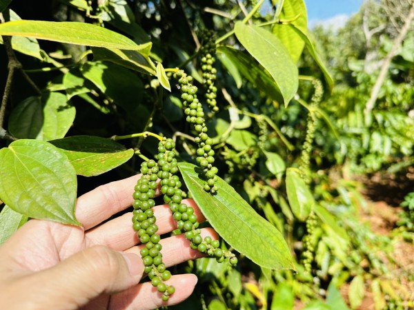 Giá tiêu tăng mạnh, xuất khẩu lập kỷ lục mới