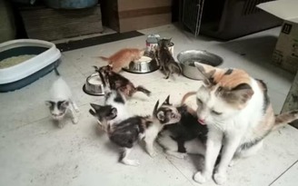 Lanh-an-vi-nem-meo-vao-chuong-cho-a.jpg