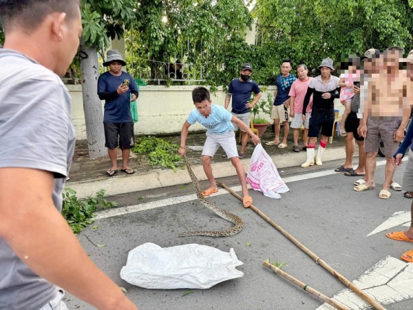 Người dân giao nộp con trăn phát hiện gần bến tàu du lịch Nha Trang Người dân giao nộp con trăn phát hiện gần bến tàu du lịch Nha Trang