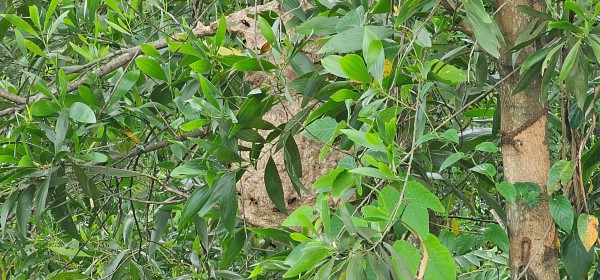 Ong vò vẽ làm tổ 'khủng' gần trường học, phụ huynh lo lắng Ong vò vẽ làm tổ 'khủng' gần trường học, phụ huynh lo lắng