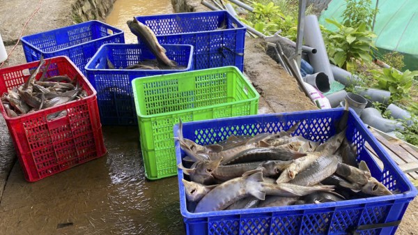 Sạt lở quả đồi, đất tràn xuống trại nuôi cá tầm, thiệt hại gần 8 tỉ đồng Sạt lở quả đồi, đất tràn xuống trại nuôi cá tầm, thiệt hại gần 8 tỉ đồng