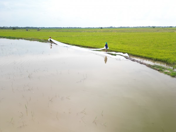 Tây Ninh: Hơn 4.000 ha lúa có nguy cơ bị ngập lũ Tây Ninh: Hơn 4.000 ha lúa có nguy cơ bị ngập lũ