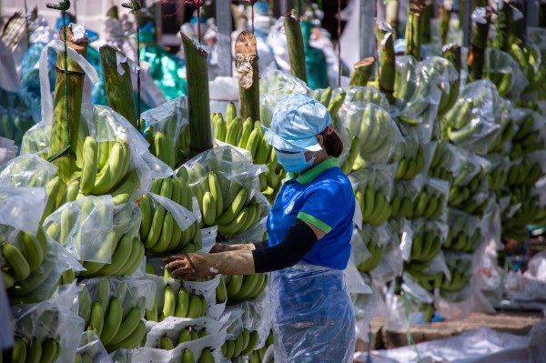 Trung Quốc chi số tiền kỷ lục nhập rau quả Việt Nam trong tháng 9 Trung Quốc chi số tiền kỷ lục nhập rau quả Việt Nam trong tháng 9