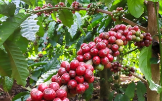 Vu-ca-phe-dep-nhu-mo-nhung-vi-sao-doanh-nghiep-van-keu-kho-a.jpg