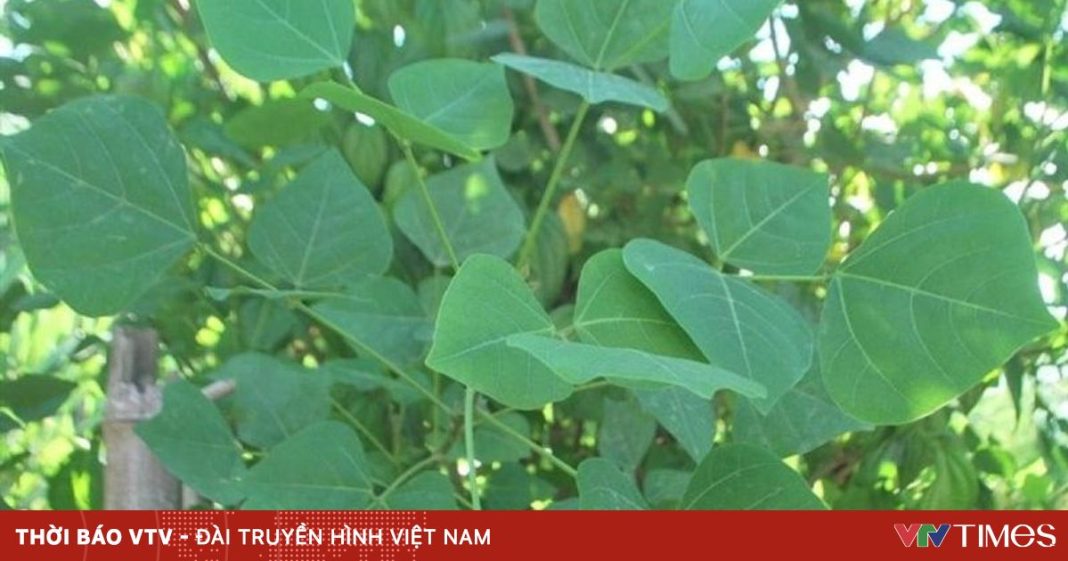 ngo-doc-19047287492965337600146-14535199402195028661235.jpg