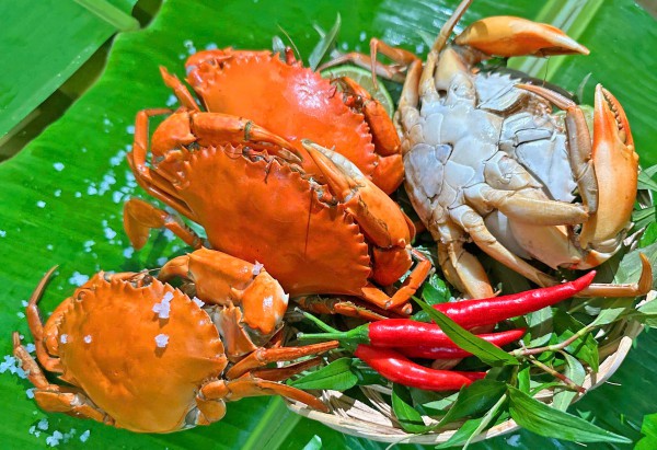 Cua yếm vuông Cà Mau: Đặc sản khiến dân sành ăn 'lơ' luôn cua gạch Cua yếm vuông Cà Mau: Đặc sản khiến dân sành ăn 'lơ' luôn cua gạch