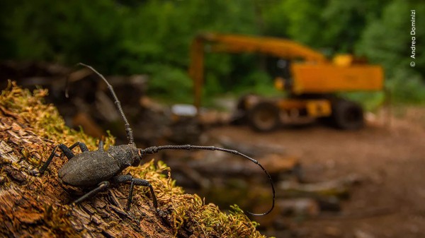 Ngắm những bức ảnh vừa mê hoặc vừa ma quái về động vật hoang dã