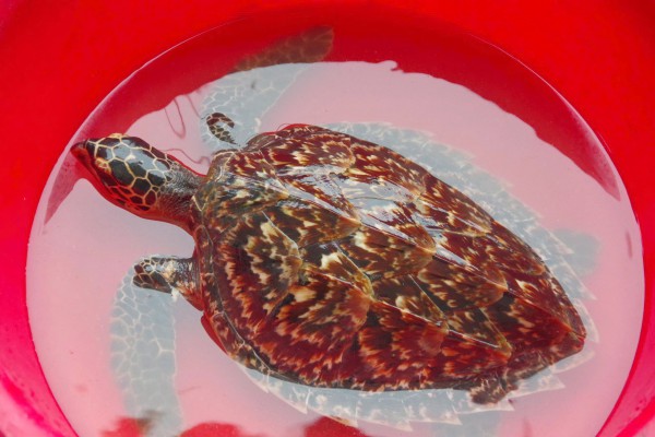 Quảng Ngãi: Thiếu nữ 16 tuổi phát hiện đồi mồi quý hiếm, nhờ biên phòng cứu hộ Quảng Ngãi: Thiếu nữ 16 tuổi phát hiện đồi mồi quý hiếm, nhờ biên phòng cứu hộ