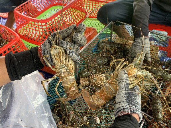 Thủ phủ tôm hùm vịnh Xuân Đài 'chạy đua' với bão số 13 Kalmaegi Thủ phủ tôm hùm vịnh Xuân Đài 'chạy đua' với bão số 13 Kalmaegi