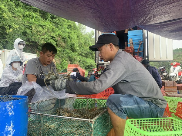 Thủ phủ tôm hùm vịnh Xuân Đài 'chạy đua' với bão số 13 Kalmaegi Thủ phủ tôm hùm vịnh Xuân Đài 'chạy đua' với bão số 13 Kalmaegi