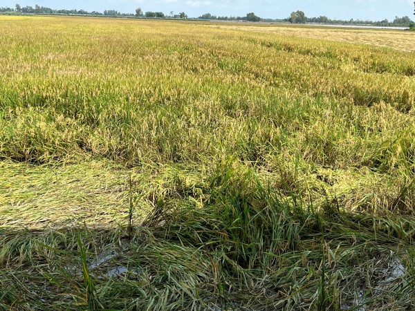 Đồng Tháp: Bị cản không cho đưa máy móc vô ruộng thu hoạch lúa, người dân cầu cứu