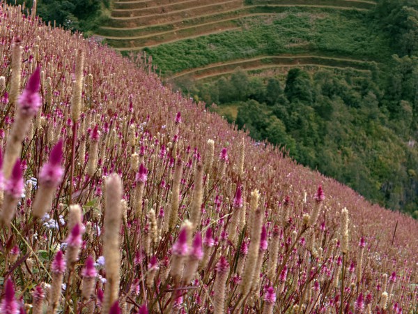 Lạc lối ở Mù Cang Chải mùa hoa Chi Pâu