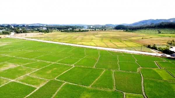 Cánh đồng lúa đẹp như tranh vẽ tại Đồng Nai