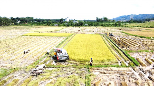 Cánh đồng lúa đẹp như tranh vẽ tại Đồng Nai