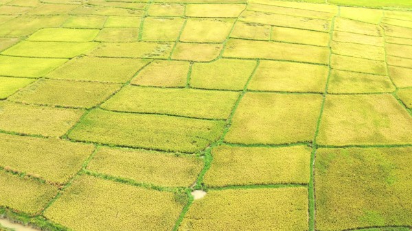 Cánh đồng lúa đẹp như tranh vẽ tại Đồng Nai