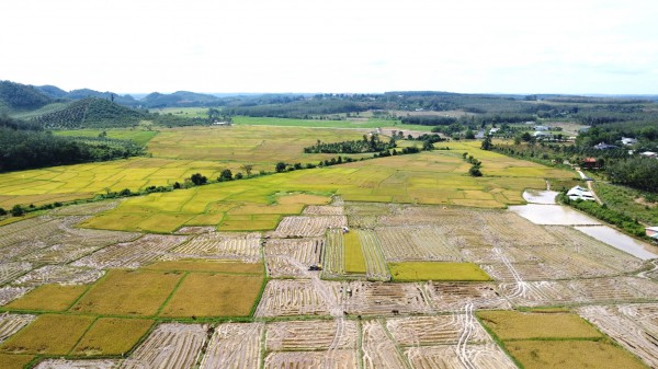 Cánh đồng lúa đẹp như tranh vẽ tại Đồng Nai