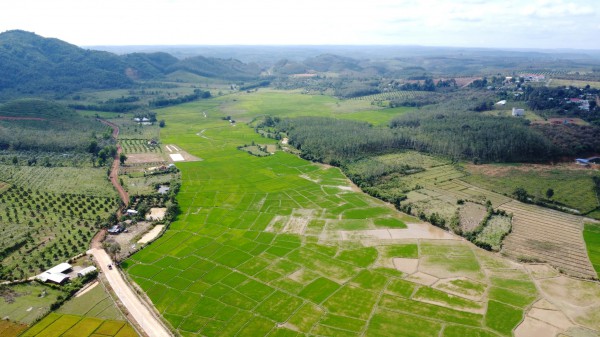 Cánh đồng lúa đẹp như tranh vẽ tại Đồng Nai