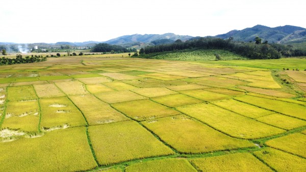 Cánh đồng lúa đẹp như tranh vẽ tại Đồng Nai