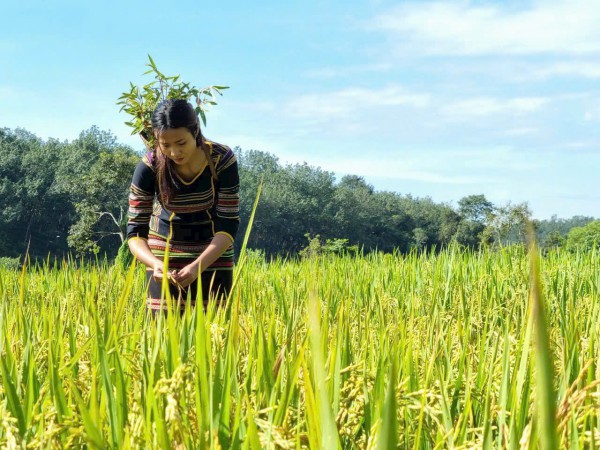 Cánh đồng lúa đẹp như tranh vẽ tại Đồng Nai
