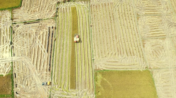 Cánh đồng lúa đẹp như tranh vẽ tại Đồng Nai