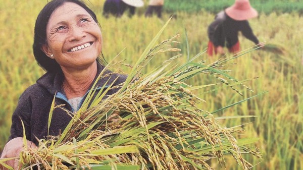 Cánh đồng lúa đẹp như tranh vẽ tại Đồng Nai