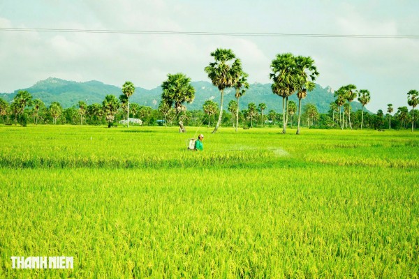 Trên cánh đồng thốt nốt An Giang vào mùa đẹp nhất trong năm