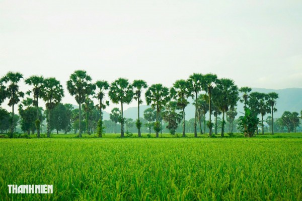 Trên cánh đồng thốt nốt An Giang vào mùa đẹp nhất trong năm