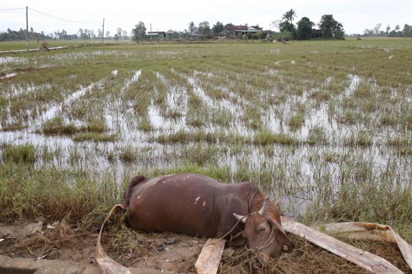 Rốn lũ Phú Yên cũ gượng dậy giữa đổ nát sau ngập lụt lịch sử