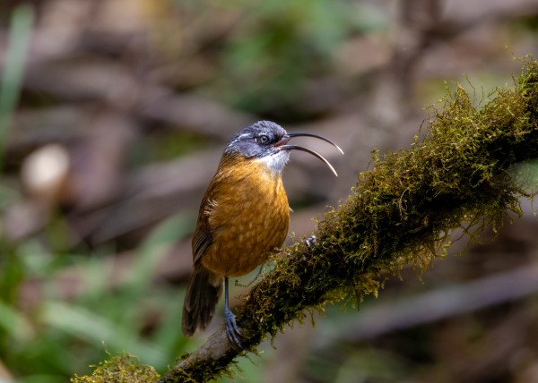 Hành trình gian nan săn chim quý hiếm trên đỉnh Fansipan