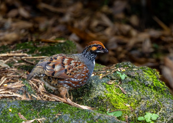Hành trình gian nan săn chim quý hiếm trên đỉnh Fansipan